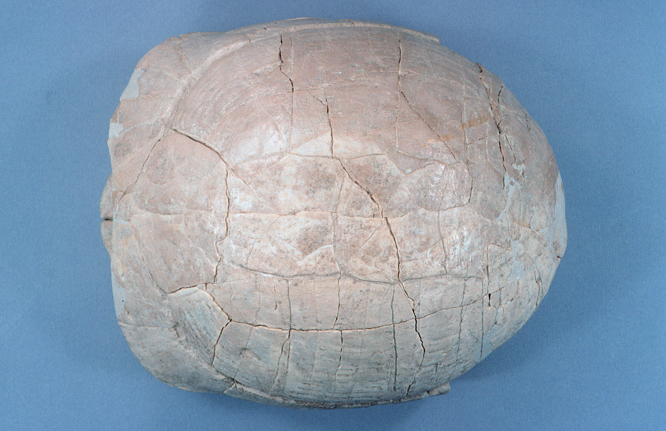 Stylemys nebrascensis